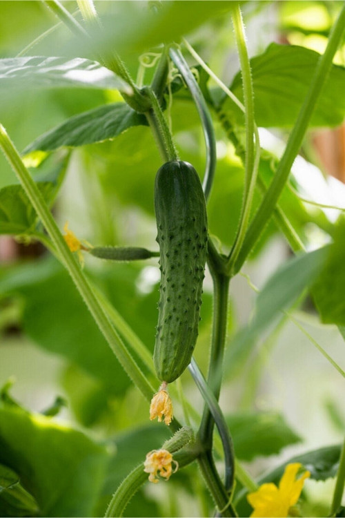 50 Adet Tohum Erkenci Iri Marmande Domates Tohumu Domates Tohumu Sürpriz Hediye Tohumludur