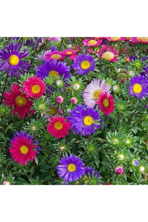 10 Adet Tohum Nadir Şimşir Park Ağacı Tohumu Şimşir Ağaç Tohumu Sürpriz Hediye