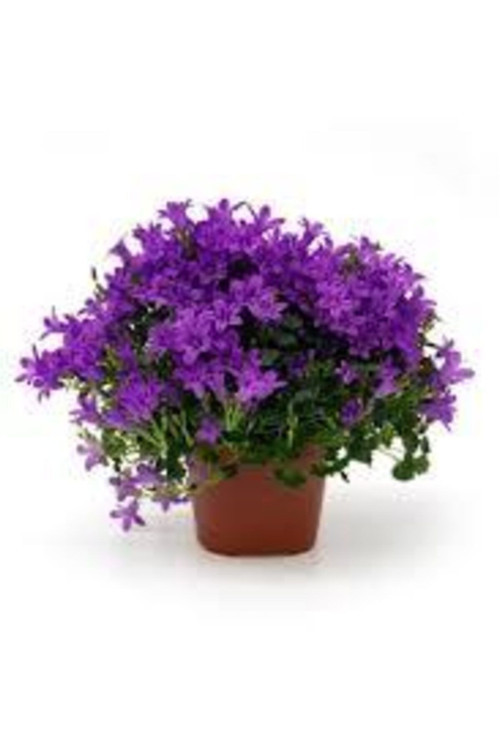 5 Adet Tohum Ipomea Purpurea Tropkilal Çiçek Çiçeği Tohumu Saksı Toprak Sürpriz Hediye Tohumludur