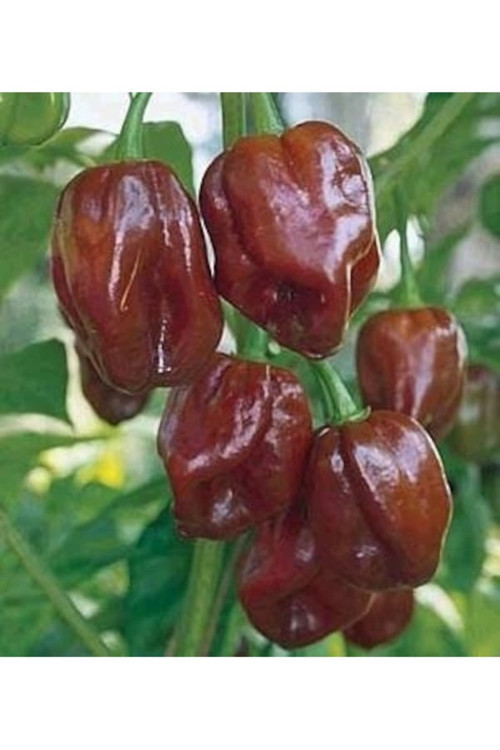 5 Adet Tohum Nadir Akşam Sefası Çiçeği Tohumu Hediye Tohumlu
