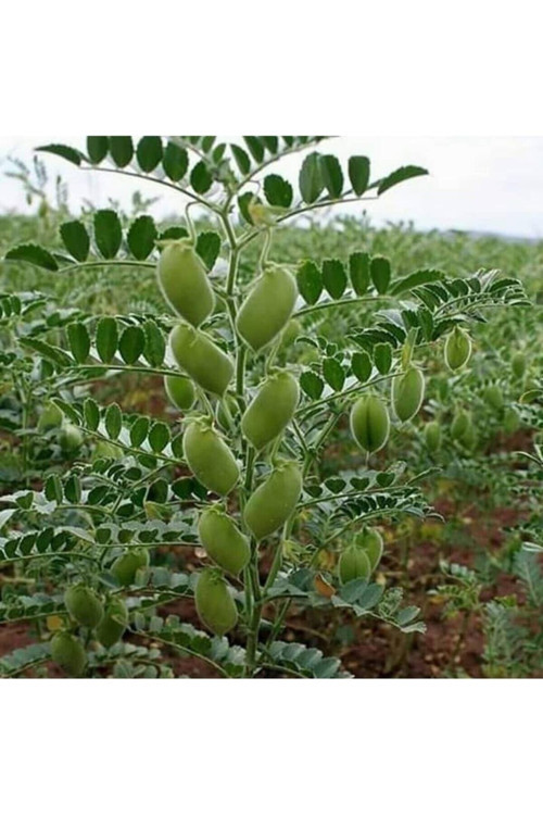 50 Adet Tohum Nadir Saksılık Yediveren Çilek Tohumu Organik Ata Yerli Tohum Saksı Toprak Hediye