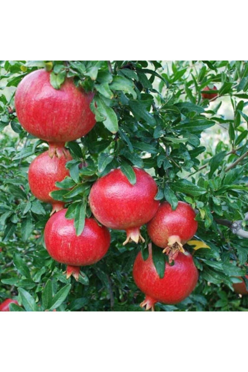 3 Adet Tohum Nadir Turuncu Lotus Su Çiçeği Tohumu Kaliteli Kutsal Nilüfer Çiçeği Tohumu