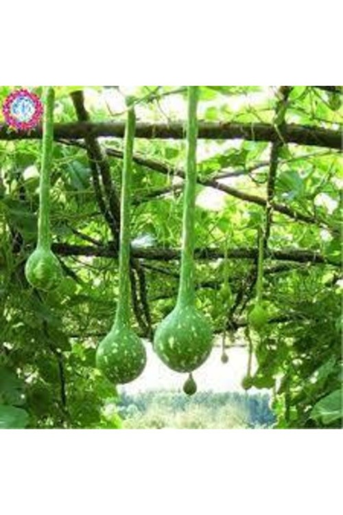 10 Adet Tohum Dolmalık Nadir Topak Kabak Tohumu Kabak Tohumu Topak Kabak Tohumu Hediye Tohumludur