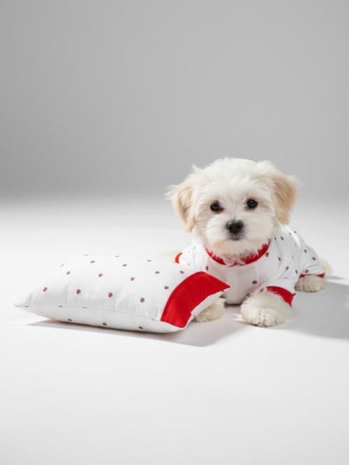 Berry Köpek Uyku Takımı | Pamuklu Penye Köpek Tulumu ve Mini Yastık | Küçük Irklar İçin | Tüy Dökülmesini Azaltır