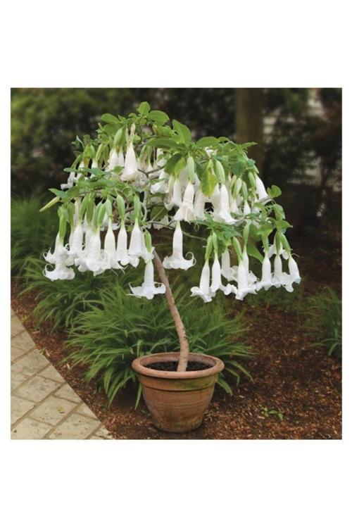 10 Adet Tohum Organik Hobi Bahçe Beyaz Angel Trumpet Çiçeği Tohumu