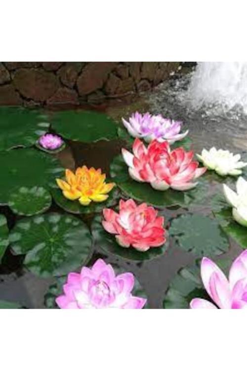 5 Adet Tohum Nadir Bulunan İthal Lotus Çiçeği Tohumu Nilüfer Çiçek Lotus Çiçek Tohumu Hediye Tohumlu