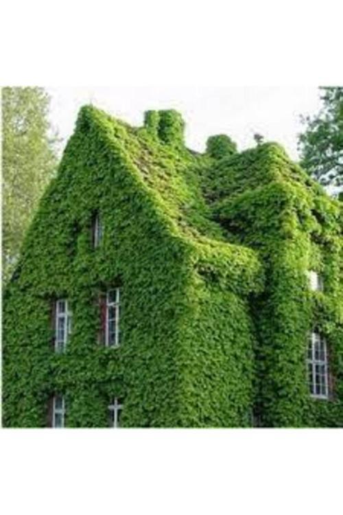 20 Adet Amerakan Sarmaşık Tohumu Ameran Samaşığı Tohumu Saksı Toprak