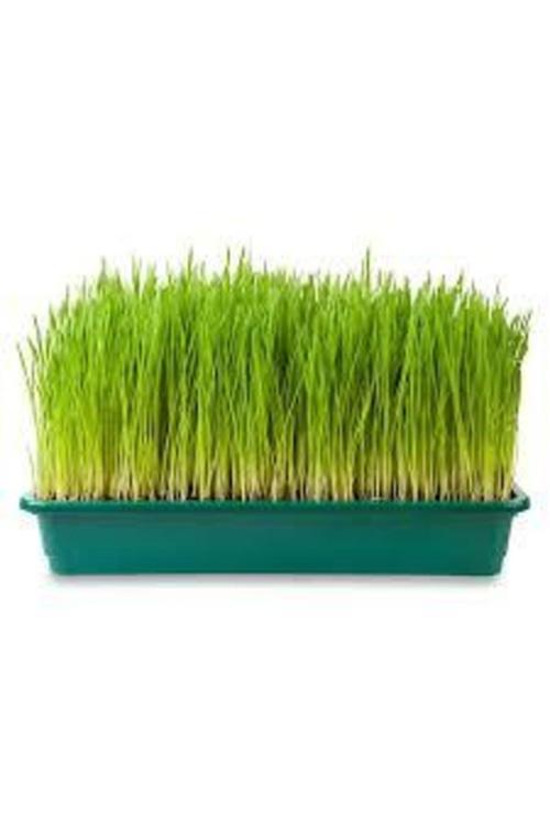 500 Adet Tohum Buğday Çimi Tohum Saksı Toprak Sürpriz Hediye Bonzai Ağacı Tohumludur