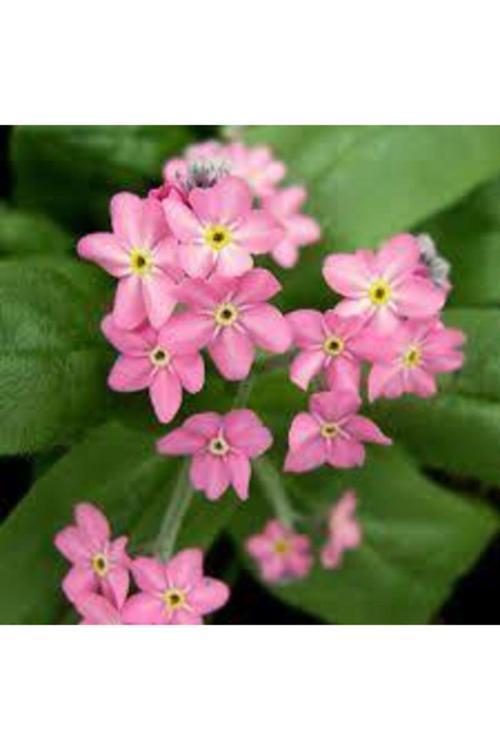 50 Adet Tohum Nadir Bulunan Pembe Beni Unutma Unutma Beni Çiçeği Tohumu Sürpiz Hediyeli