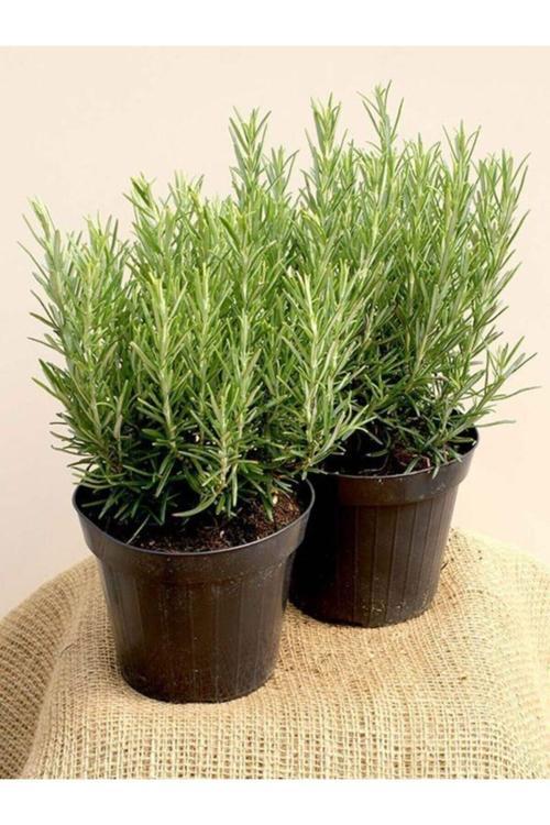 150 Adet Tohum Biberye Tohumu Rosmarınus Biberiye Tohumu Sürpriz Hediye Tohumludur