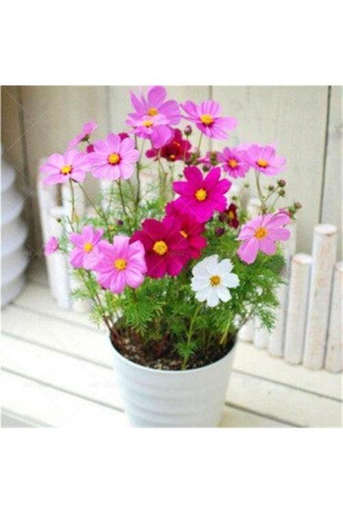 10 Adet Tohum Karışık Renkli Kosmos Cosmos Çiçeği Tohumu Yeni Taze Tohum Hobi Balkon Çiçek