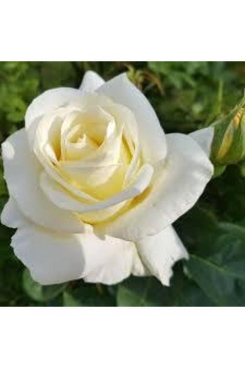 10 Adet Tohum Nadir Beyaz Gül Tohumu Organik Bahçe Gülü