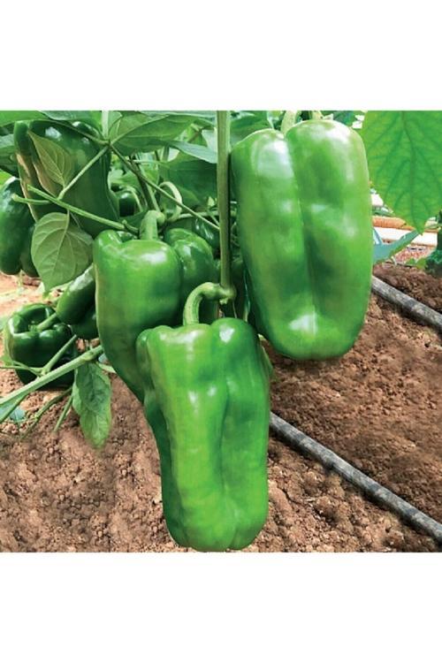 50 Adet Acı Yeşil Dolmalık Köy Biberi Tohumu Organik Bahçe Dolma Biber Tohumu Hediye Tohumlu