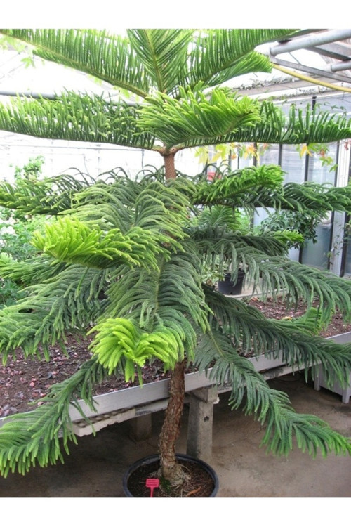 15 Adet Tohum Nadir Organik Arakorya Araucaria Çam Ağaç Tohumu Salon Arakorya Çamı Tohumu