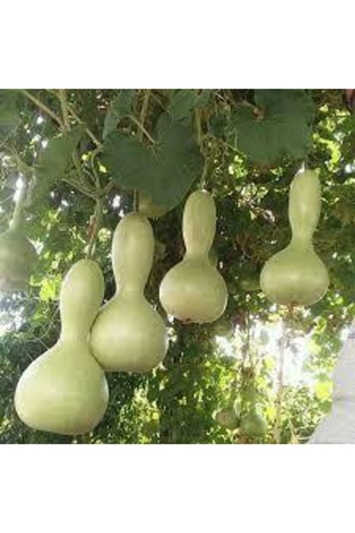 5 Adet Tohum Su Kabağı Tohumu Nadir Su Kabağı Kabak Tohumu Sürpriz Hediye Sebze Tohumludur