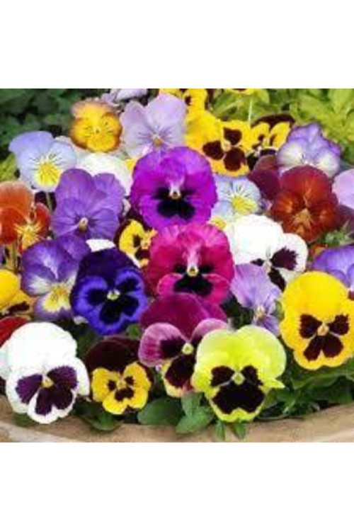 10 Adet Tohum Dev Isviçre Menekşesi Tohumu Menekşe Tohumu Toprak Saksı Süpriz Hediye Çiçek Tohumlu