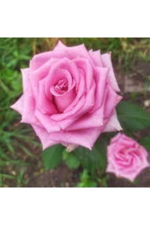 5 Adet Tohum Nadir Pembe Gül Tohumu Pembe Bahçe Gülü Saksı Toprak