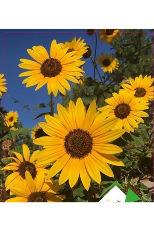 Arzuman Ayyıldız Çiçeği Tohumu (Renk -Sarı Ve Tonları)( 50 Adet Tohum)