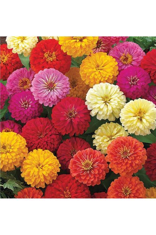 Zinna Çiçeği Tohumu 30 Adet Zinnia Do Cinnamon Seed