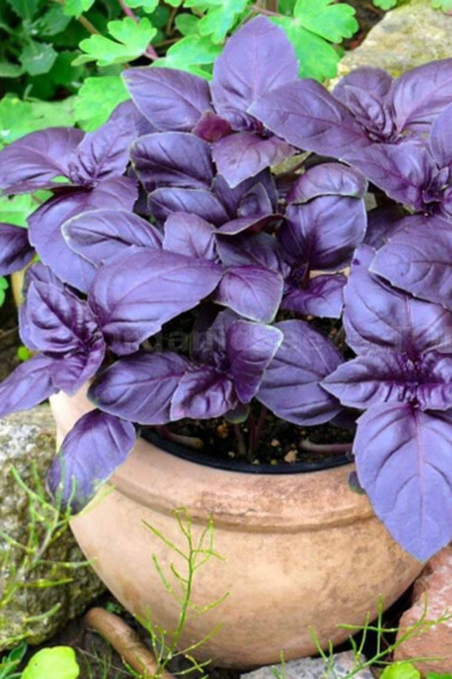 50 Adet Tohum Organik Geniş Yaprak Mis Kokulu Mor Reyhan Tohumu Sürpriz Hediye Tohum