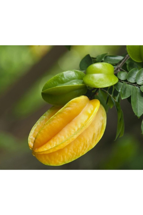 Yıldız Meyvesi & Star Fruit Tohumu Tropikal Meyve Tohumları (2 Adet Tohum)
