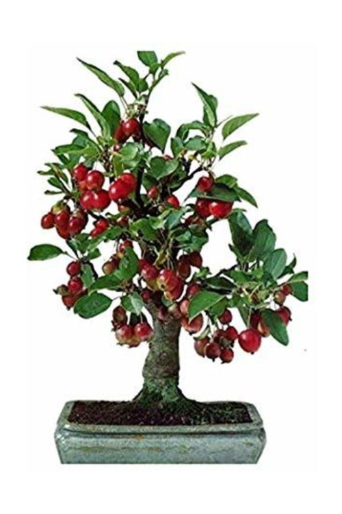 10 Adet Tohum Bodur Bonsai Kiraz Ağacı Bonzai Tohumu Saksı Toprak Hediyemizdir