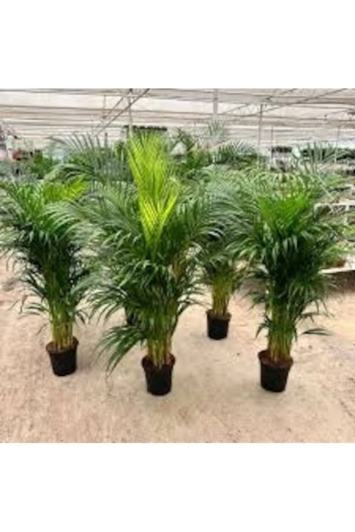 50 Adet Tohum Kaliteli Organik Ev Palimiye Salon Palmiyesi Tohumu Hediye Tohumludur