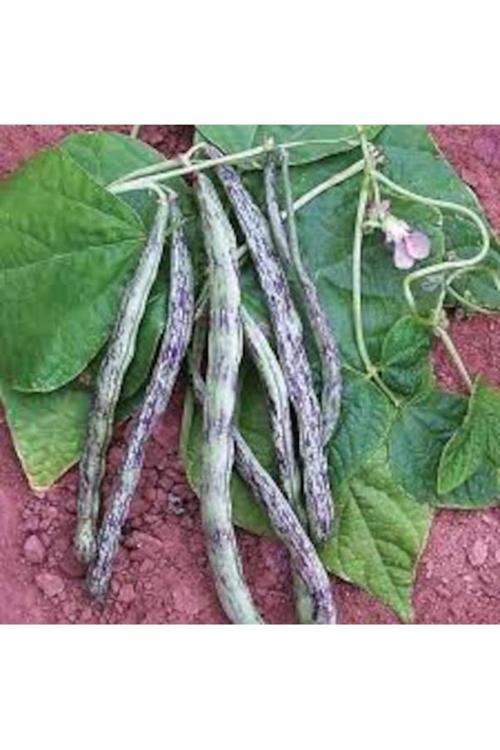 50 Adet Tohum Nadir Çilli Kız Ayşe Kadın Fasulye Fasülye Tohumu Hediye Tohumlu