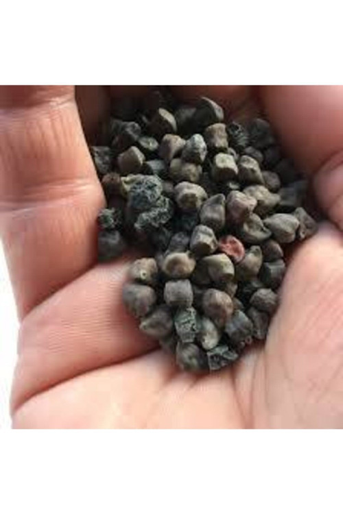 50 Adet Tohum Siyah Nohut Çok Nadir Bulunan Faydaları Saymakla Bitmeyen Nohut Kara Nohut Tohumu