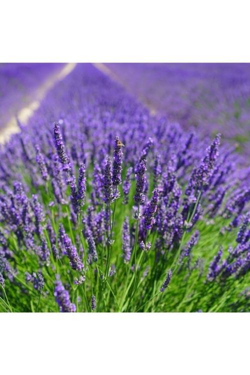 80 Adet Tohum Lavanta Çiçeği Tohum Mor Kokulu Ingiliz Lavantası Hediye Tohula Gönderilir