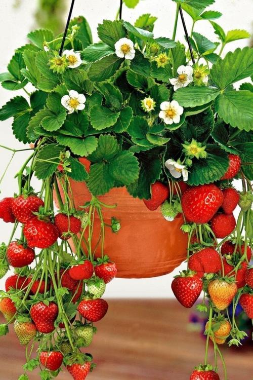 200 Adet Tohum Taze Organik Çilek Tohum Bahçe Kırmızı Lezzetli Köy Çileği Tohumu Saksılık Çilekler