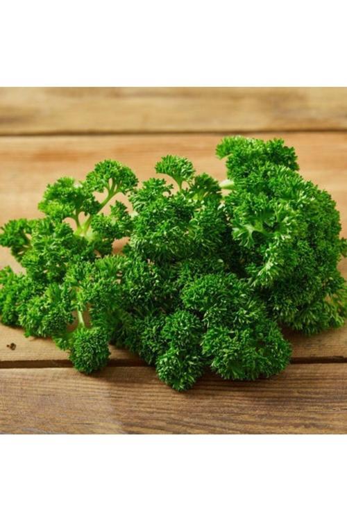 50 Adet Tohum Nadir Organik Hobi Balkon Nanesi Organik Kıvırcık Maydanoz Maydonoz Tohumu Saksı Topra