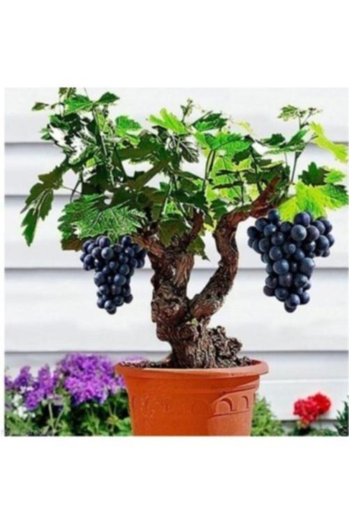 10 Adet Tohum Organik Siyah Bal Üzüm Bonsai Ağaç Tohumu Salkım Asma Üzümü Tohumu Saksı Toprak