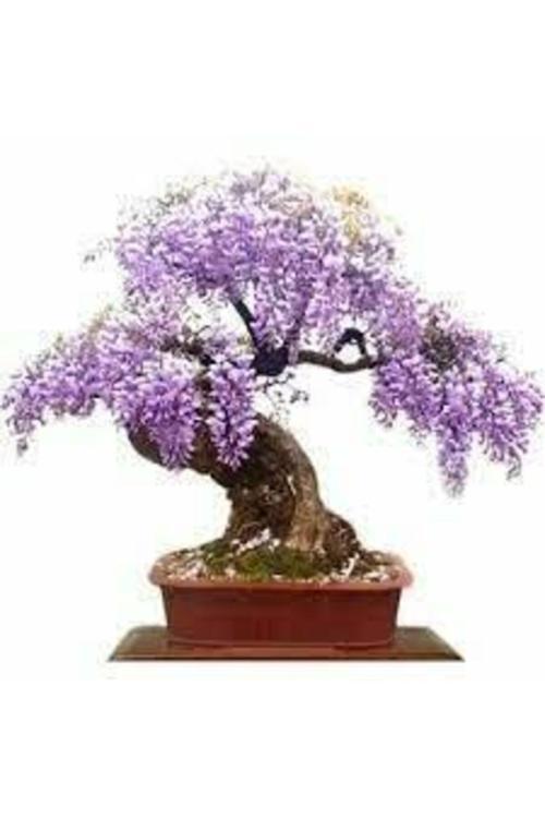10 Adet Tohum Bodur Jakaranda Bonsai Ağacı Tohumu Saksı Toprak Süpriz Hediye Bonsai Ağacı Tohumu
