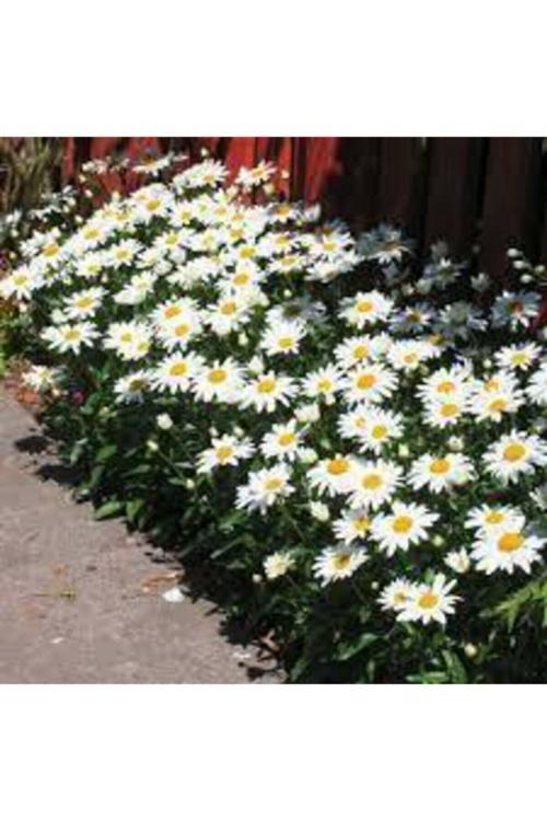 150 Adet Tohum Yayılıcı Kır Papatyası Çiçeği Tohumu Çiçek Tohumu Saksı Toprak Hediyemizdir