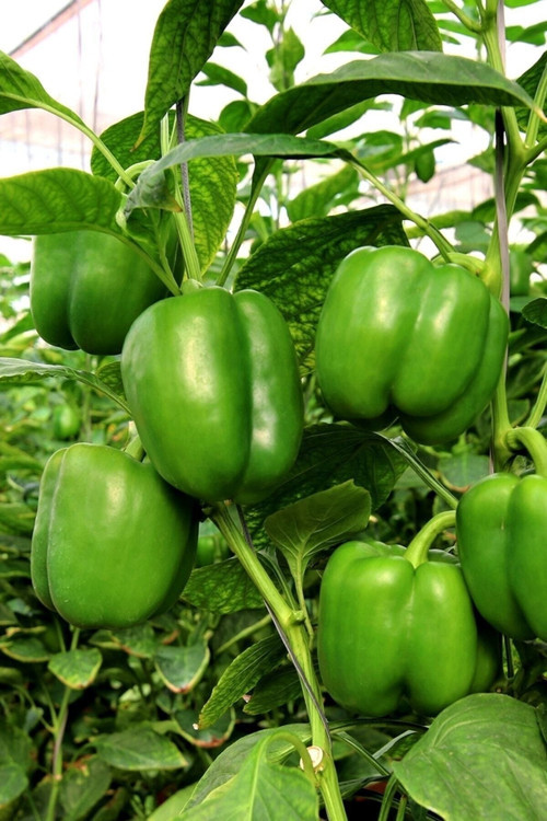 100 Adet Tohum Tatlı Dolmalık Dolma Biber Tohumu Saksı Toprak Hediyemizdir