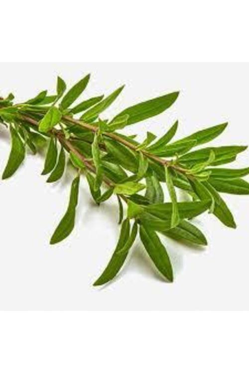 50 Adet Tohum Organik Kekik Tohumu Aromatik Dağ Kekiği Tohumu Sürpriz Hediye Tohum Ata Tohum