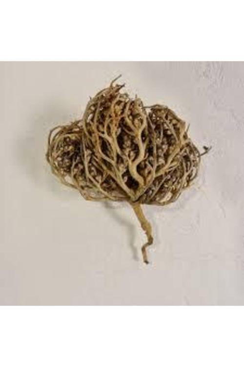 3 Adet Meryem Ana Eli Otu Fatma Ana Eli Otu Hamile Kalmaya Yardımcı Çay Olarak Içilen Şifalı Bitki