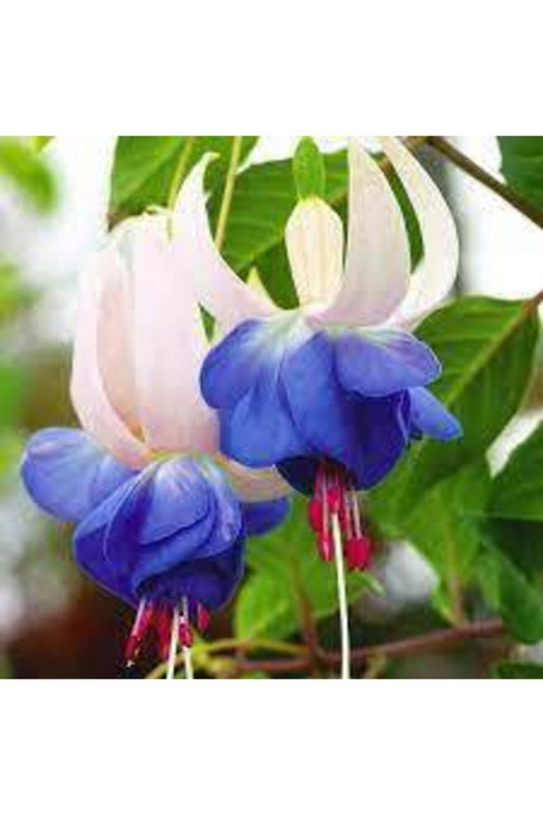 10 Adet Tohum Nadir Mavi Küpeli Çiçeği Tohumu