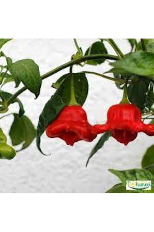 50 Adet Tohum Nadir Kırmızı Saksılık Gül Biberi Tohumu Saksı Toprak Hediyeli