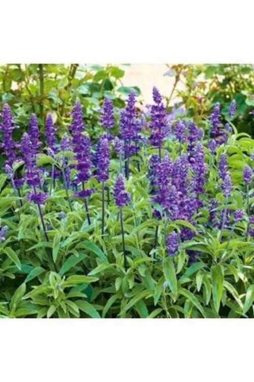 100 Adet Tohum Nadir Adaçayı Çiçeği Tohumu Karışık Renkli Adaçay Çiçeği Tohumu Hediye Tohumlu