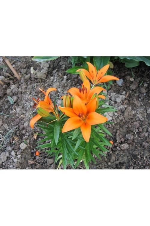 10 Adet Tohum Nadir Bulunan Portakal Zambağı Çiçeği Tohumu Sürpriz Hediye Tohumlu