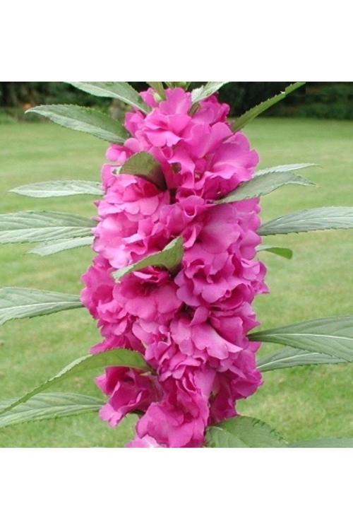 25 Adet Tohum Nadir Kına Çiçeği Tohumu Mezar Kabir Çiçeği Tohumu Hediye Tohumlu