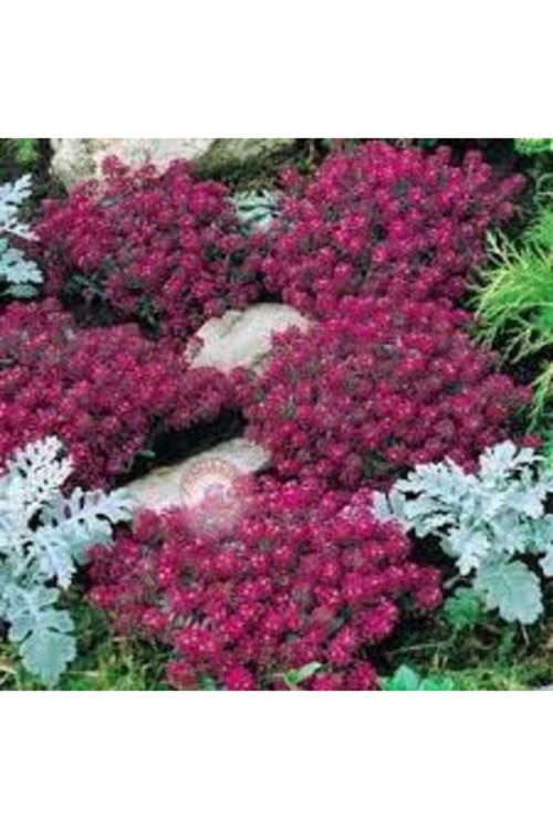 20 Adet Tohum Kraliyet Halısı Tohumu Alyssum Flower Tohumu Saksı