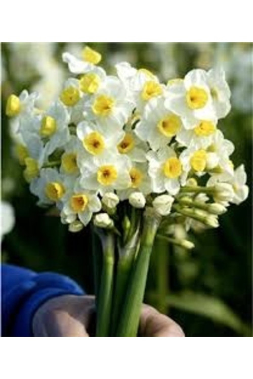 50 Adet Tohum Nadir Organik Yayılıcı Kır Nergiz Nergis Bahar Çiçeği Tohumu Taze Hasat Tohum