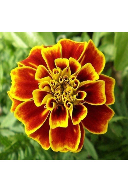 100 Adet Tohum Organik Bahçe Kadife Çiçeği Tohumu Mis Kokulu Köy Çiçeği Tohumu Mezarlık Çiçeği Tohum