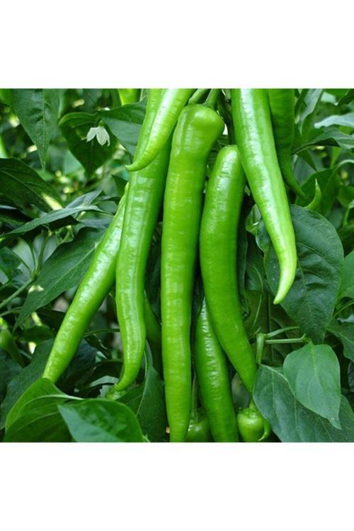 100 Adet Tohum Sivri Acı Demre Biber Tohumu Biber Tohumu Saksı Toprak Sürpriz Hediye Tohum