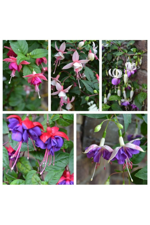 50 Adet Tohum Nadir Karışık Küpeli Küpe Mezarlık Kabir Çiçeği Tohumu Hediye Tohumlu