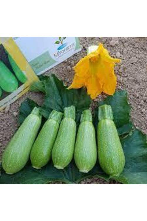30 Adet Tohum Sakız Kabak Tohumu Dolmalık Beyaz Kabak Köy Kabağı Sürpriz Hediyeli