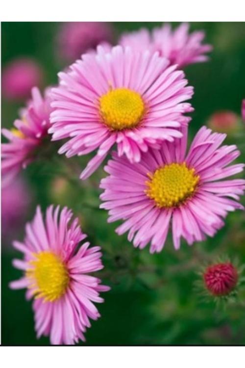 50 Adet Tohum Dilber Kirpiği Çiçeği Tohumu Mezarlık Kabir Çiçeği Tohum Saksı Toprak